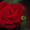 Розы садовые чайно-гибридные #237209