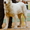 Среднеазиатской овчарки щенков продаю #632952