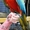 Крупные попугаи.Ара.Какаду.Жако.Амазоны.Доставка по Р.Ф.Птенцы. #740175