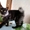 Вязка на территории кота - Изображение #1, Объявление #877549