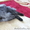 Вязка на территории кота - Изображение #4, Объявление #877549