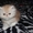 Персидские котята с документами - Изображение #1, Объявление #921324