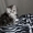 Персидские котята с документами - Изображение #3, Объявление #921324