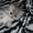 Персидские котята с документами - Изображение #4, Объявление #921324