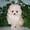 Очаровательные щенки миниатюрного померанского шпица от чемпионов #949097
