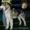 Продам щенка Аляскинского маламута - Изображение #4, Объявление #973286
