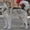 Продам щенка Аляскинского маламута - Изображение #3, Объявление #973286