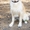 Предлагаются милые щеночки голден ретриверов - Изображение #1, Объявление #1408169