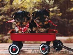 Симпотичные и милые щенки Йоркширского терьера для продажи - Изображение #3, Объявление #470472