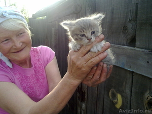 Раздам котят в добрые руки - Изображение #1, Объявление #914071