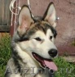 Продам щенка Аляскинского маламута - Изображение #1, Объявление #973286