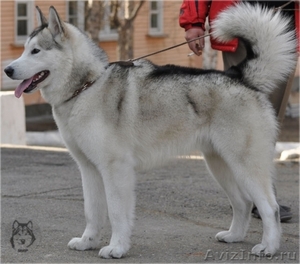Продам щенка Аляскинского маламута - Изображение #3, Объявление #973286