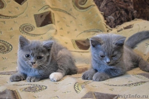 Продаются британские котята - породистые - Изображение #1, Объявление #1167852